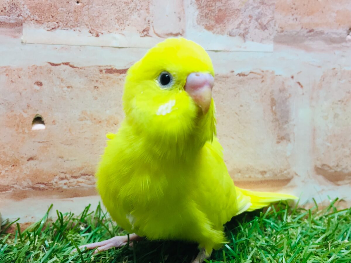 💛💛ダブルファクターカラーのセキセイちゃんがやってきました(*´ω`*)💛💛 セキセイインコ