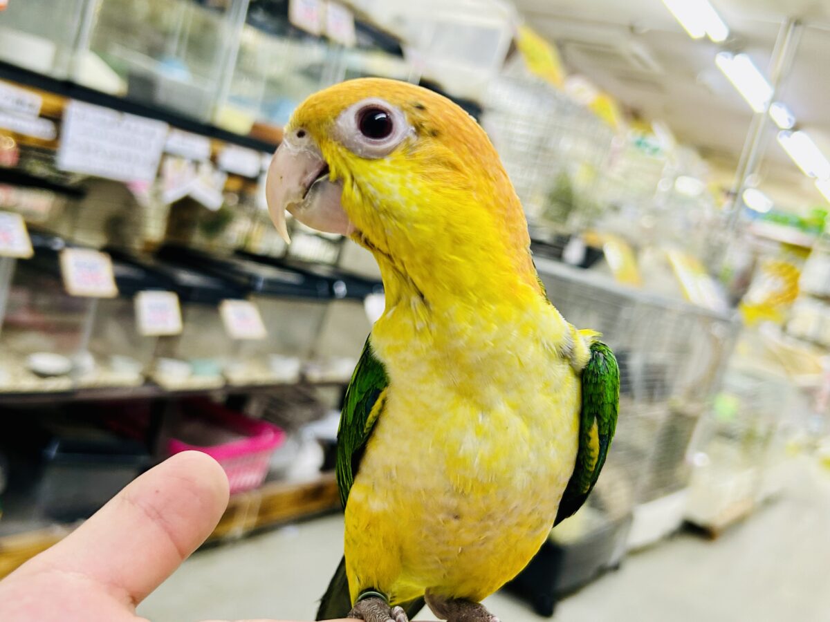 シロハラインコ