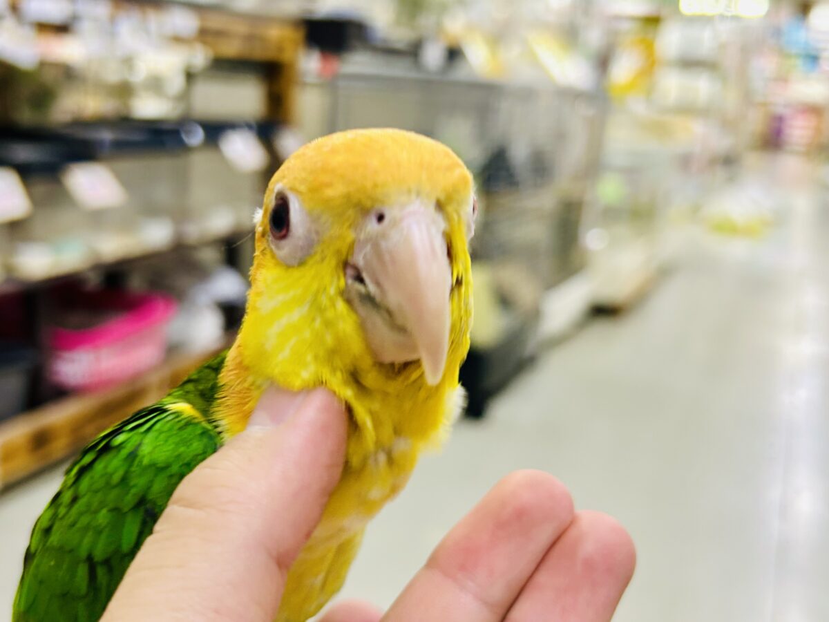 シロハラインコ