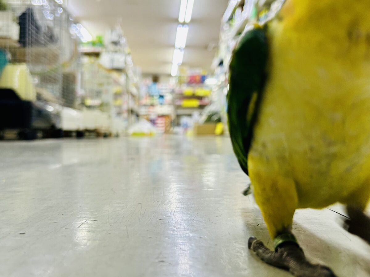 シロハラインコ