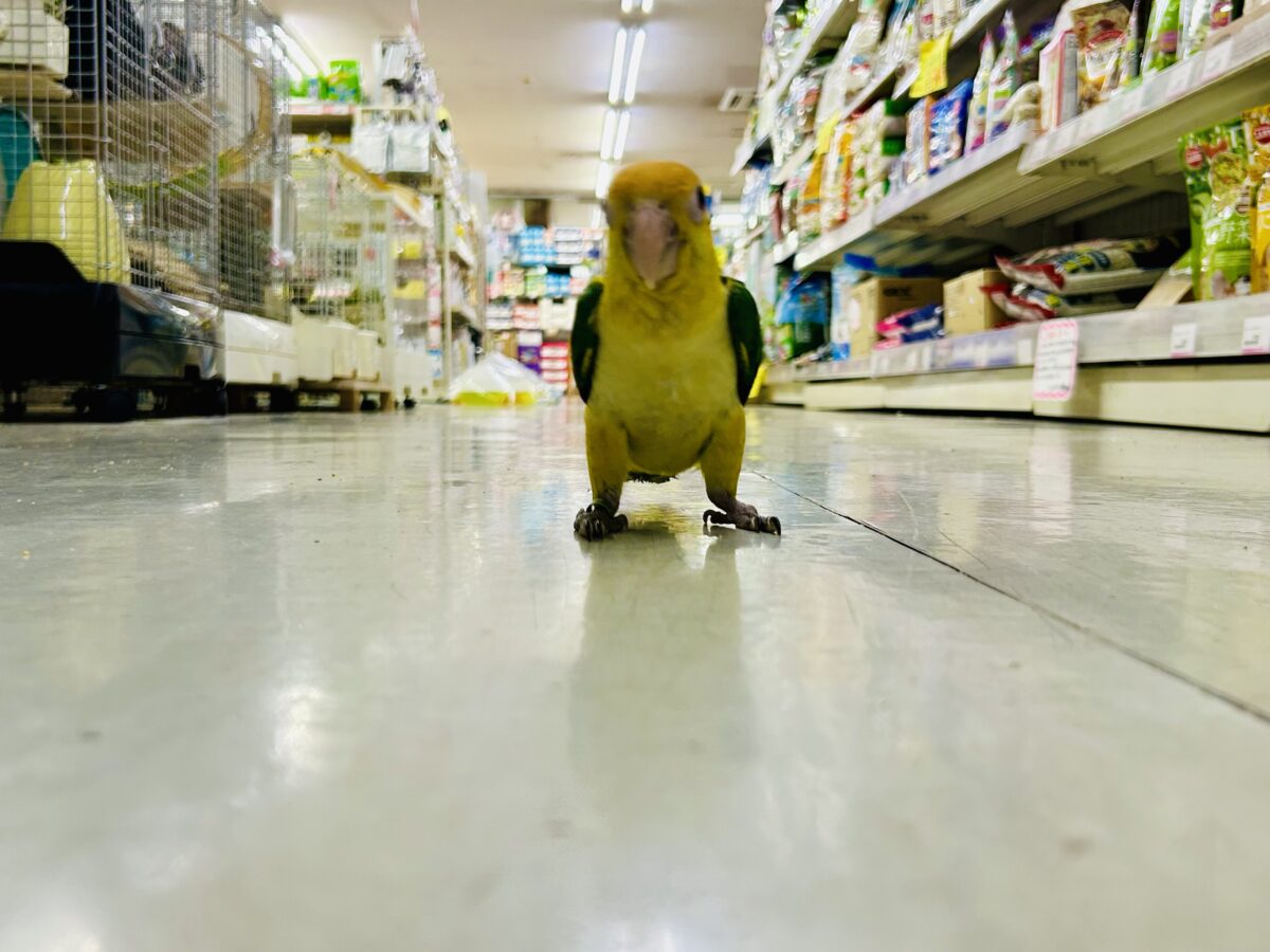 シロハラインコ