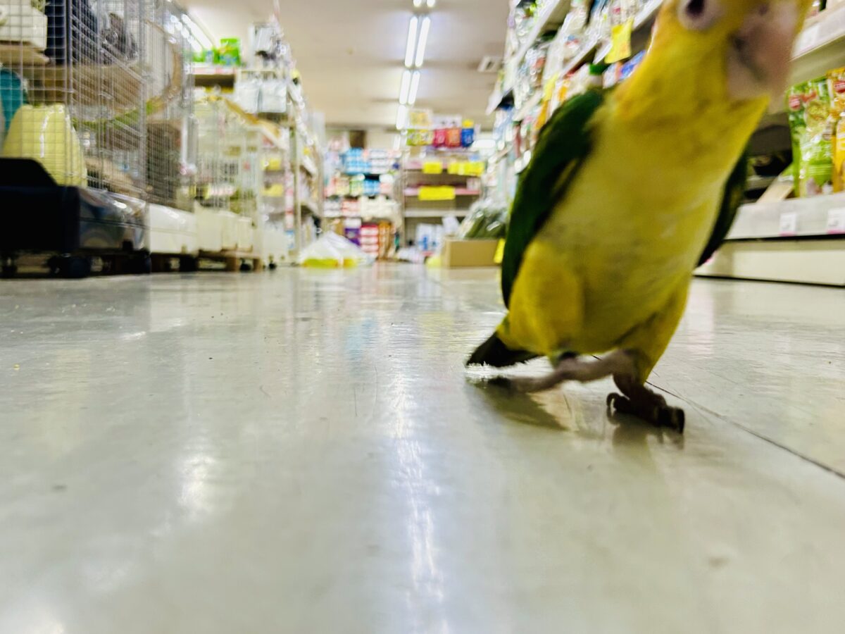 シロハラインコ