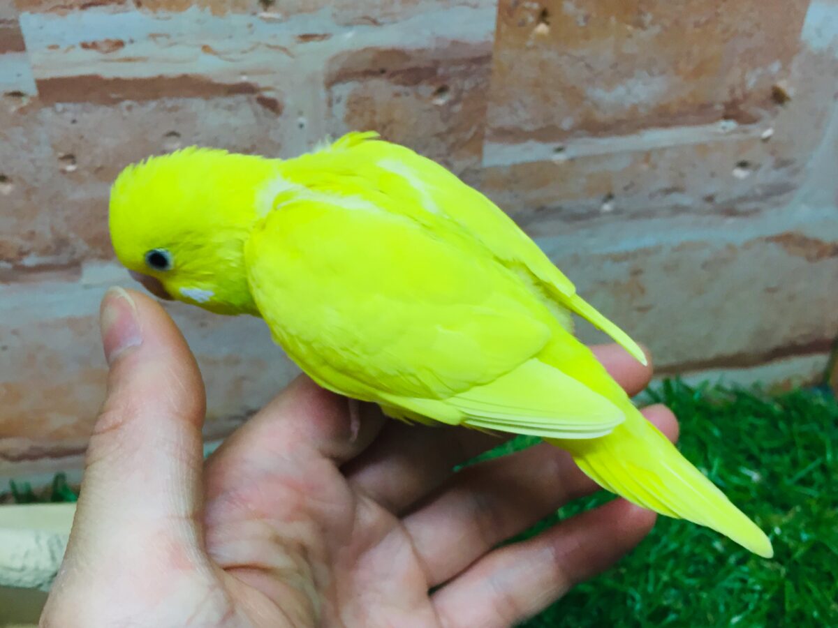 💛💛ダブルファクターカラーのセキセイちゃんがやってきました(*´ω`*)💛💛 セキセイインコ