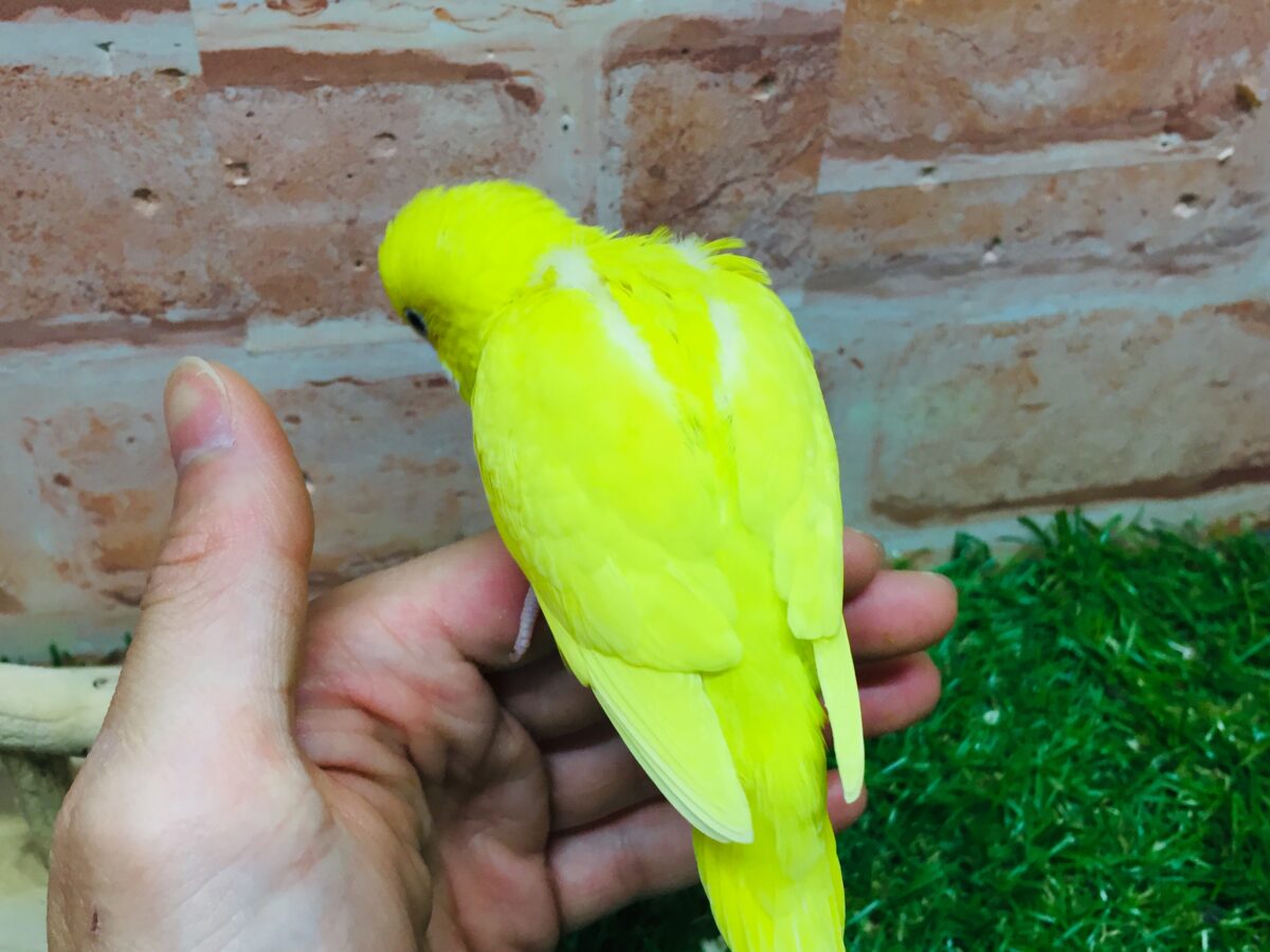 💛💛ダブルファクターカラーのセキセイちゃんがやってきました(*´ω`*)💛💛 セキセイインコ