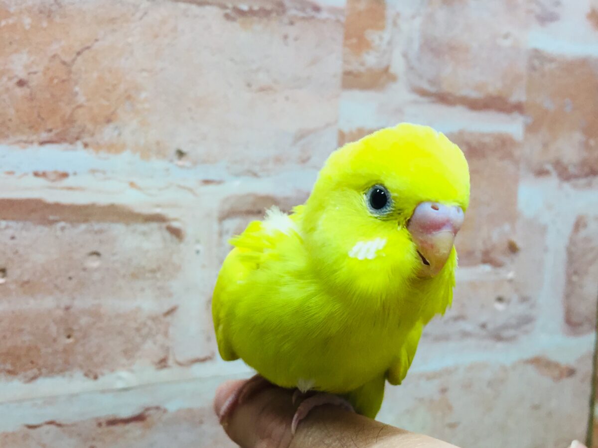 💛💛ダブルファクターカラーのセキセイちゃんがやってきました(*´ω`*)💛💛 セキセイインコ