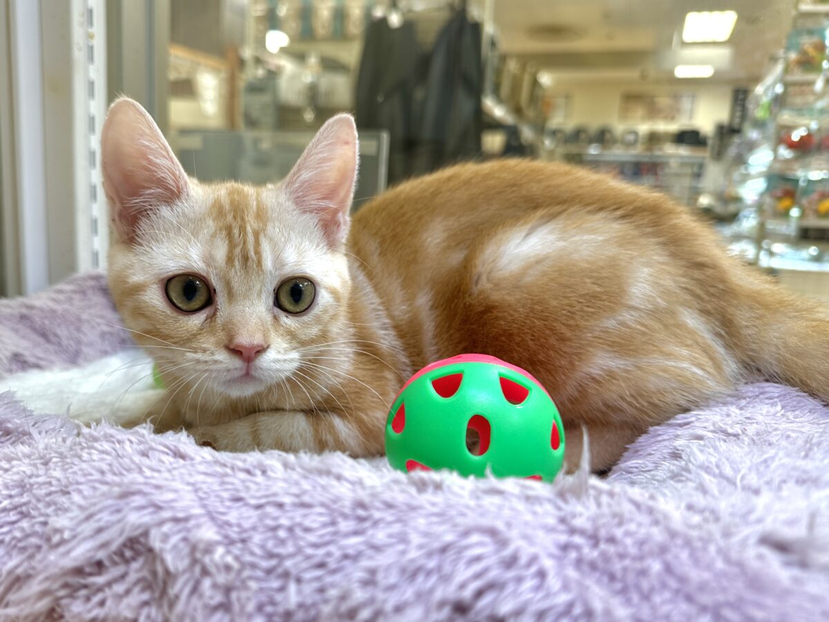 ゴロゴロにゃん🐱アメリカンショートヘア女の子 アメリカンショートヘア