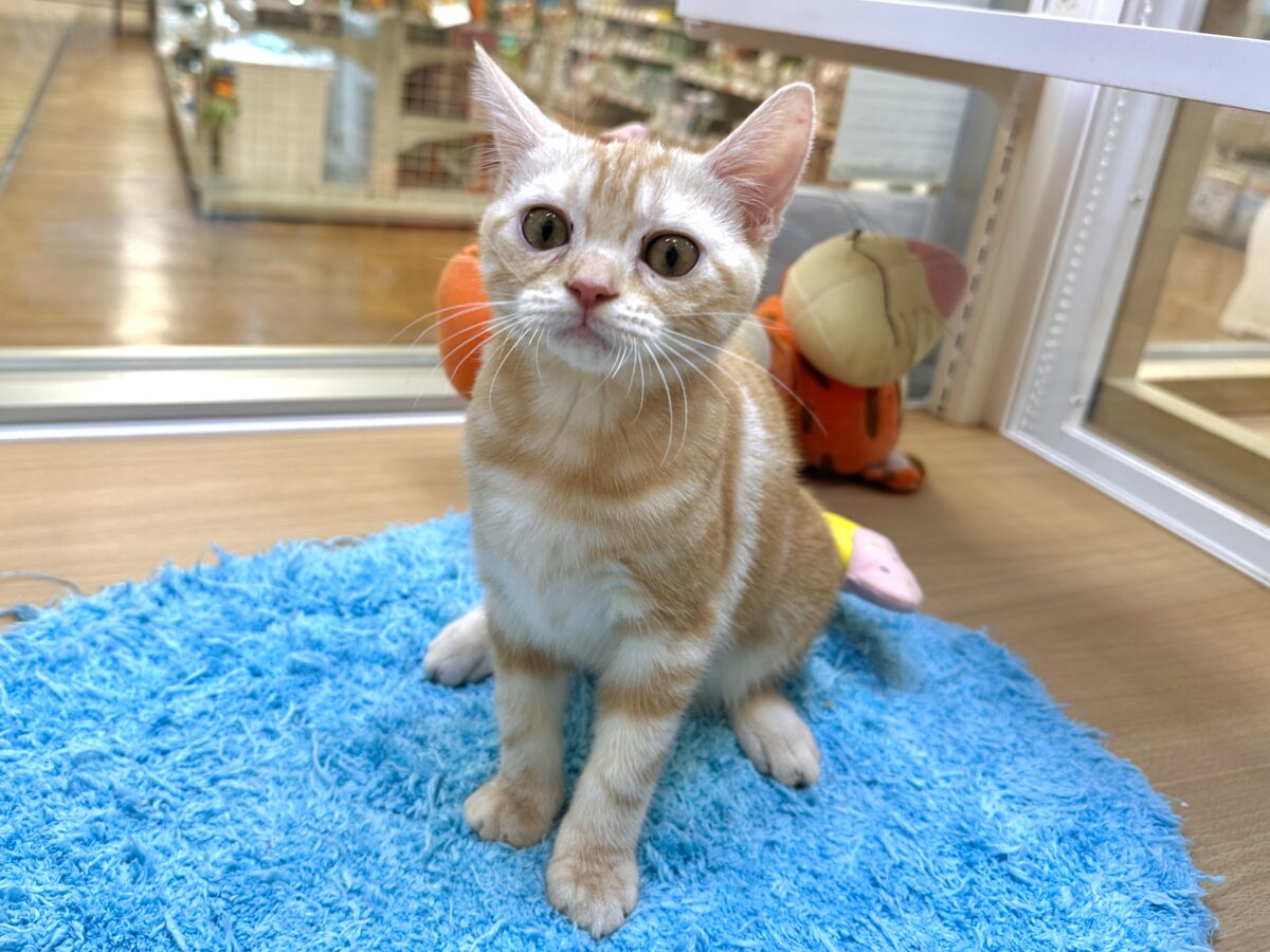 ゴロゴロにゃん🐱アメリカンショートヘア女の子 アメリカンショートヘア