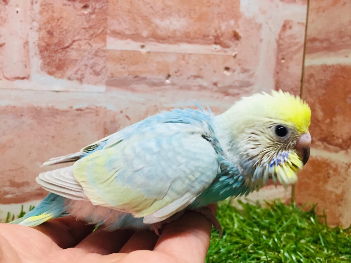 ★最新画像更新☆ 大人気!!レインボー系のセキセイちゃん②🌈🌈 セキセイインコ