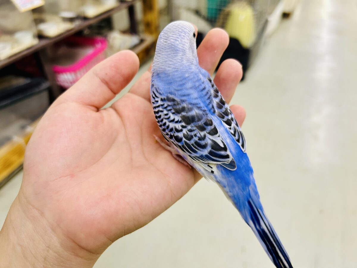 ✨最新画像✨濃いめブルーハワイ! セキセイインコ セキセイインコ