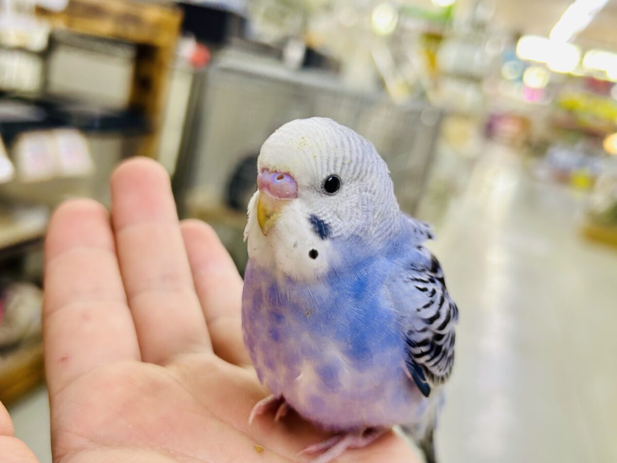 ✨最新画像✨濃いめブルーハワイ! セキセイインコ セキセイインコ