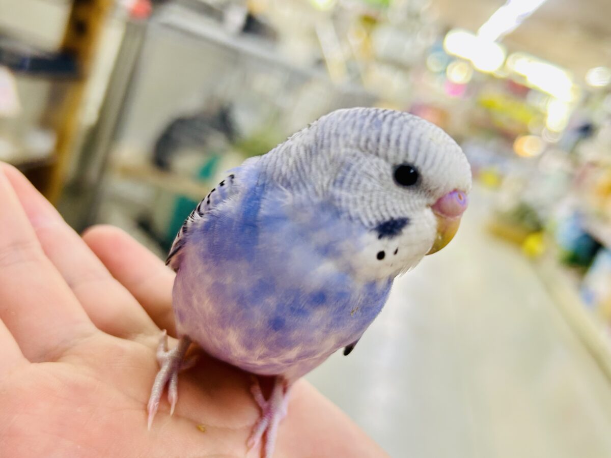 ✨最新画像✨濃いめブルーハワイ! セキセイインコ セキセイインコ