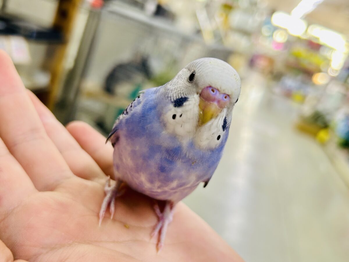 ✨最新画像✨濃いめブルーハワイ! セキセイインコ セキセイインコ