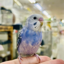 ✨最新画像✨濃いめブルーハワイ！　セキセイインコ