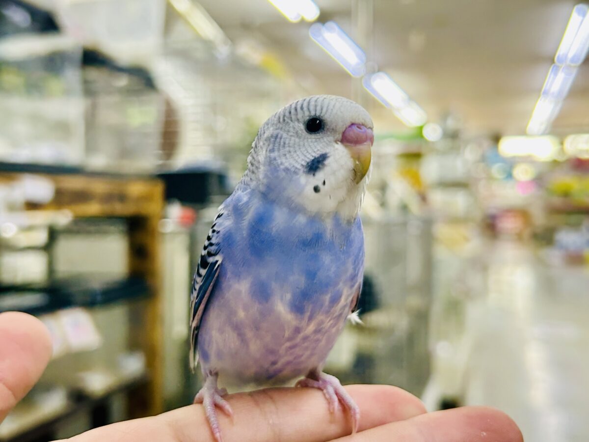 ✨最新画像✨濃いめブルーハワイ! セキセイインコ セキセイインコ
