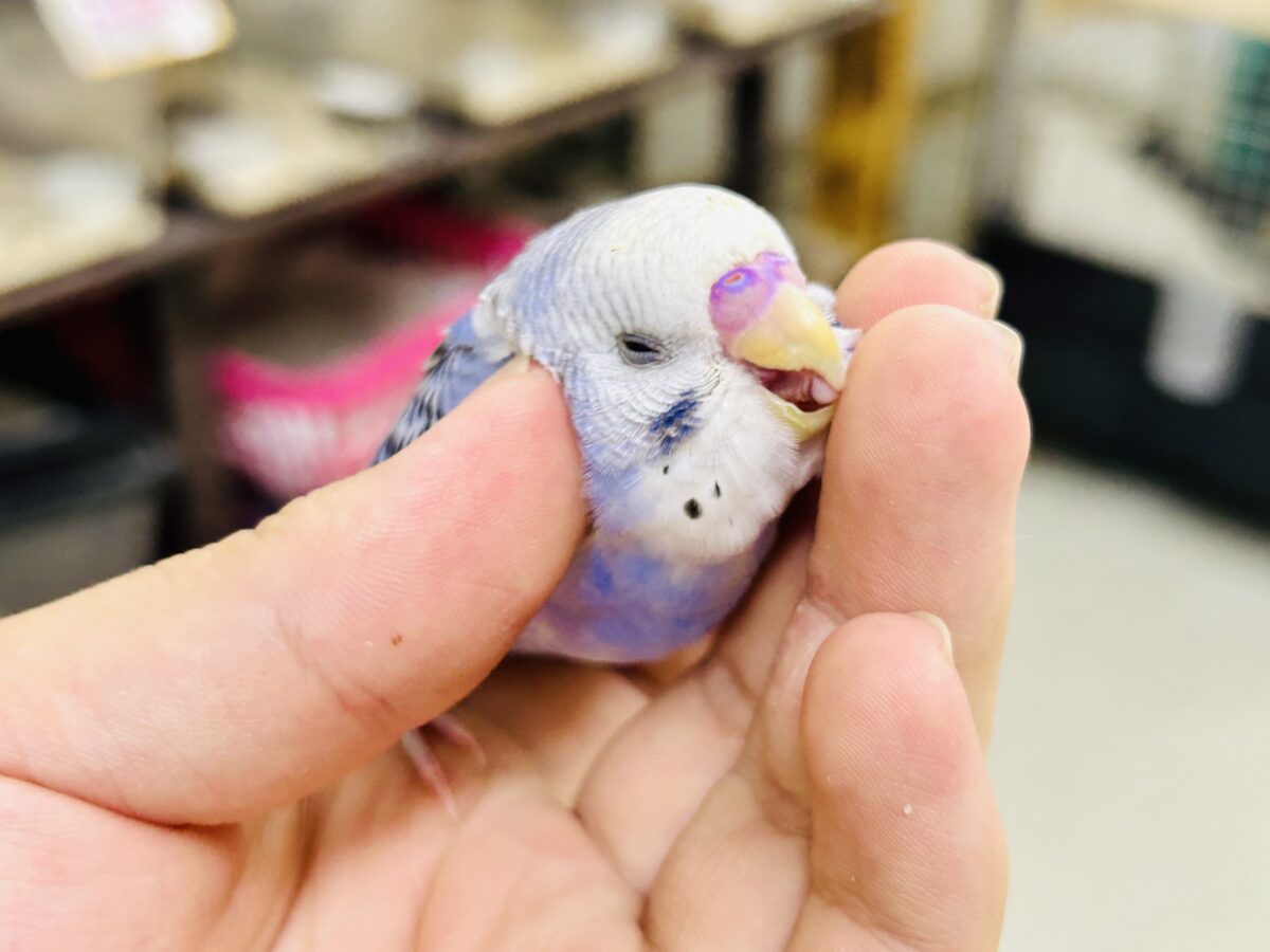 ✨最新画像✨濃いめブルーハワイ! セキセイインコ セキセイインコ