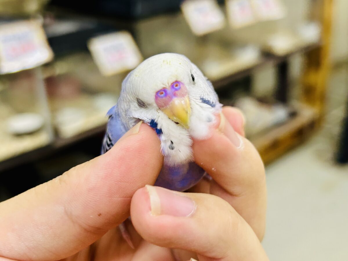 ✨最新画像✨濃いめブルーハワイ! セキセイインコ セキセイインコ