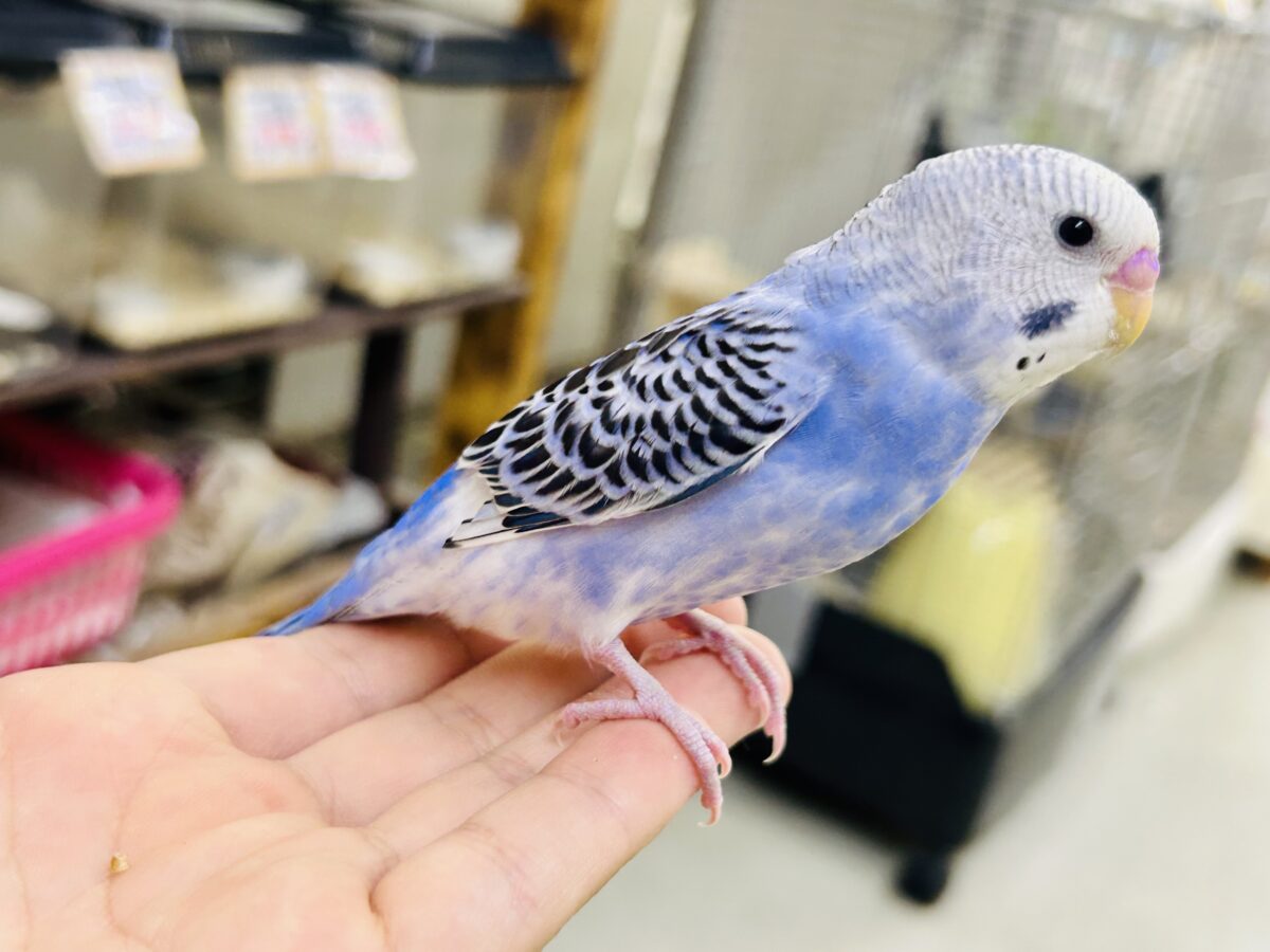 ✨最新画像✨濃いめブルーハワイ! セキセイインコ セキセイインコ