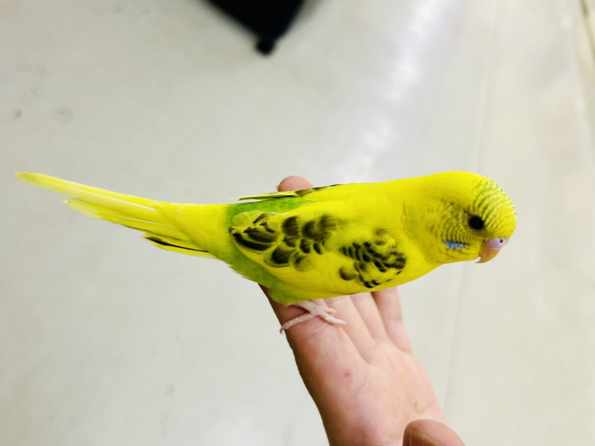 【最新画像更新☆☆】ブチブチ❕🖤花びら集めてたんぽっぽ〜🌼⟡.·セキセイインコ(イエローハルクイン/2026年6月生まれ)② セキセイインコ
