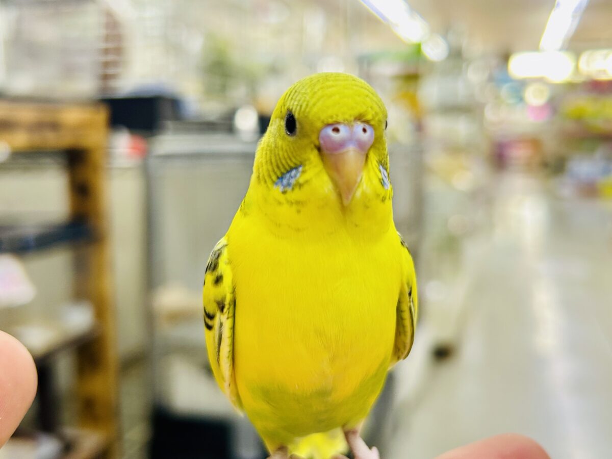 【最新画像更新☆☆】ブチブチ❕🖤花びら集めてたんぽっぽ〜🌼⟡.·セキセイインコ(イエローハルクイン/2026年6月生まれ)② セキセイインコ