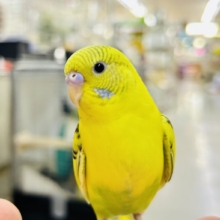 【最新画像更新☆☆】ﾌﾞﾁﾌﾞﾁ❕🖤花びら集めてたんぽっぽ〜🌼⟡.·セキセイインコ(イエローハルクイン/2026年6月生まれ)②