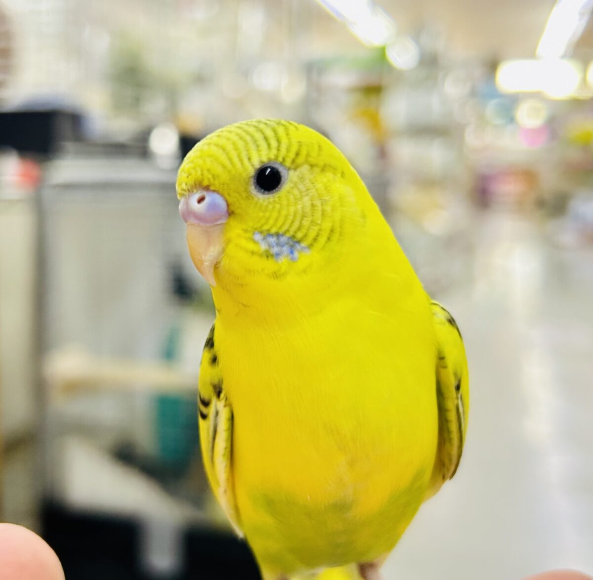 【最新画像更新☆☆】ブチブチ❕🖤花びら集めてたんぽっぽ〜🌼⟡.·セキセイインコ(イエローハルクイン/2026年6月生まれ)② セキセイインコ