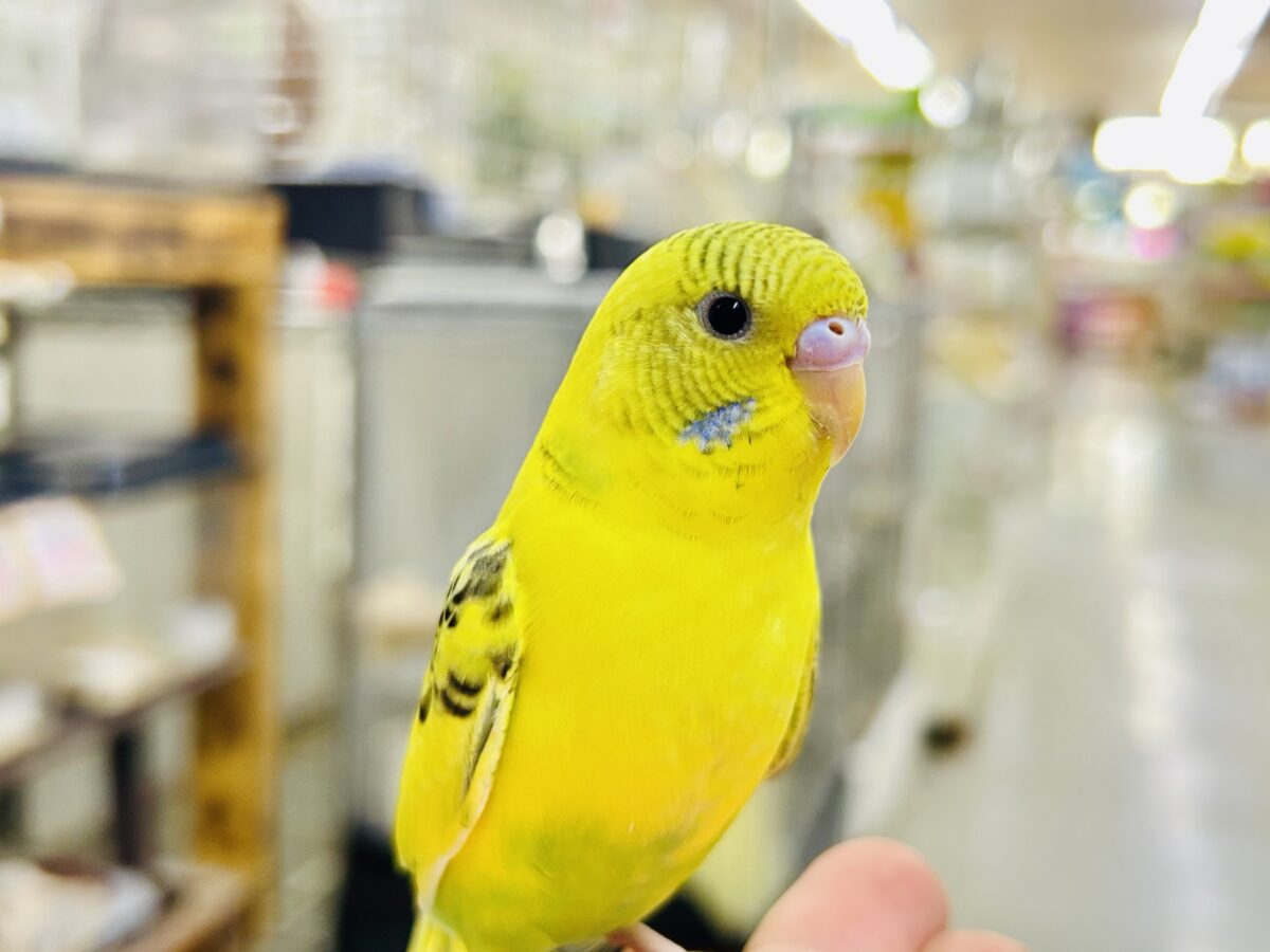 【最新画像更新☆☆】ブチブチ❕🖤花びら集めてたんぽっぽ〜🌼⟡.·セキセイインコ(イエローハルクイン/2026年6月生まれ)② セキセイインコ