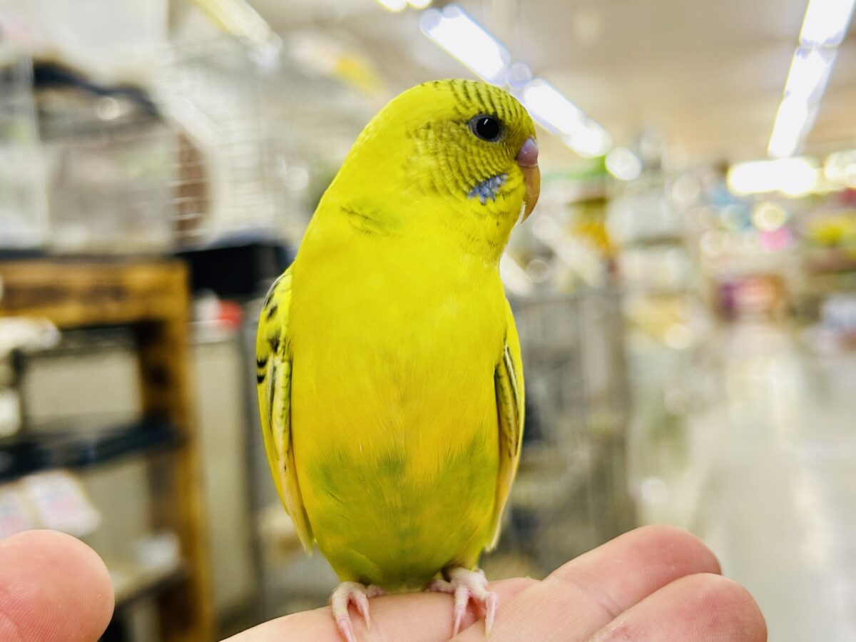 【最新画像更新☆☆】ブチブチ❕🖤花びら集めてたんぽっぽ〜🌼⟡.·セキセイインコ(イエローハルクイン/2026年6月生まれ)② セキセイインコ