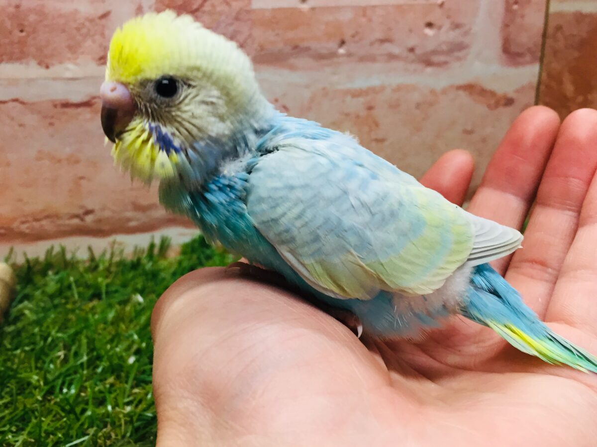 ★最新画像更新☆ 大人気!!レインボー系のセキセイちゃん②🌈🌈 セキセイインコ