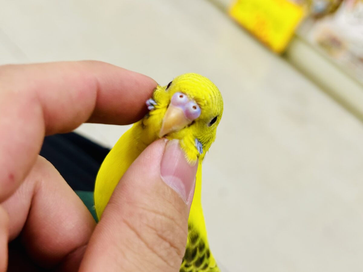 【最新画像更新☆☆】ブチブチ❕🖤花びら集めてたんぽっぽ〜🌼⟡.·セキセイインコ(イエローハルクイン/2026年6月生まれ)② セキセイインコ