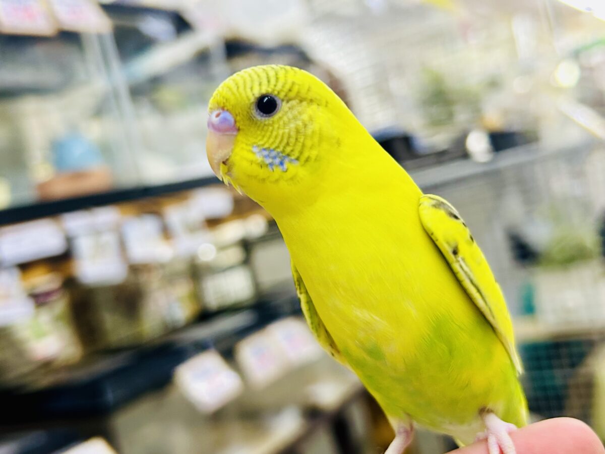 【最新画像更新☆☆】ブチブチ❕🖤花びら集めてたんぽっぽ〜🌼⟡.·セキセイインコ(イエローハルクイン/2026年6月生まれ)② セキセイインコ