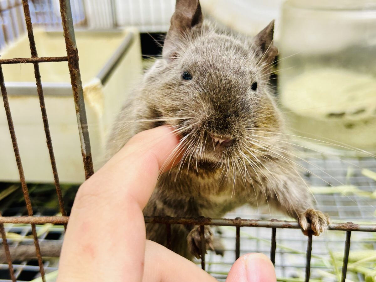 【最新画像更新☆☆】圧倒的花より団子!! デグー デグー