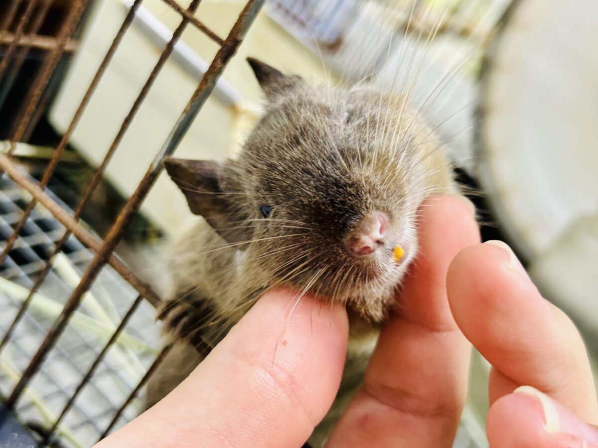 【最新画像更新☆☆】圧倒的花より団子!! デグー デグー