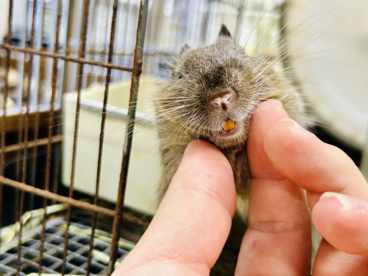 【最新画像更新☆☆】圧倒的花より団子!! デグー デグー