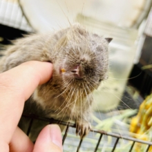 【最新画像更新☆☆】圧倒的花より団子！！　デグー