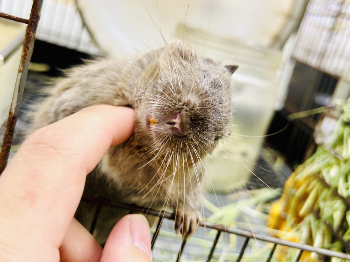 【最新画像更新☆☆】圧倒的花より団子!! デグー デグー