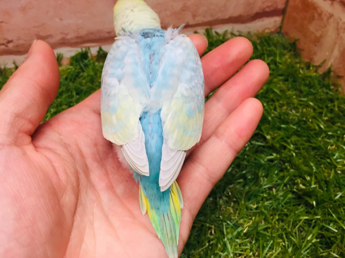 ★最新画像更新☆ 大人気!!レインボー系のセキセイちゃん②🌈🌈 セキセイインコ