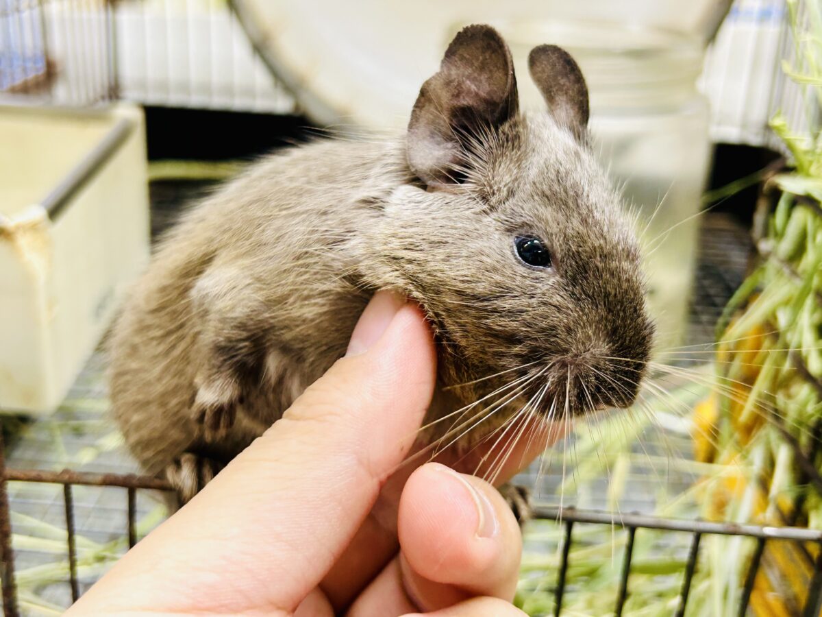 【最新画像更新☆☆】圧倒的花より団子!! デグー デグー