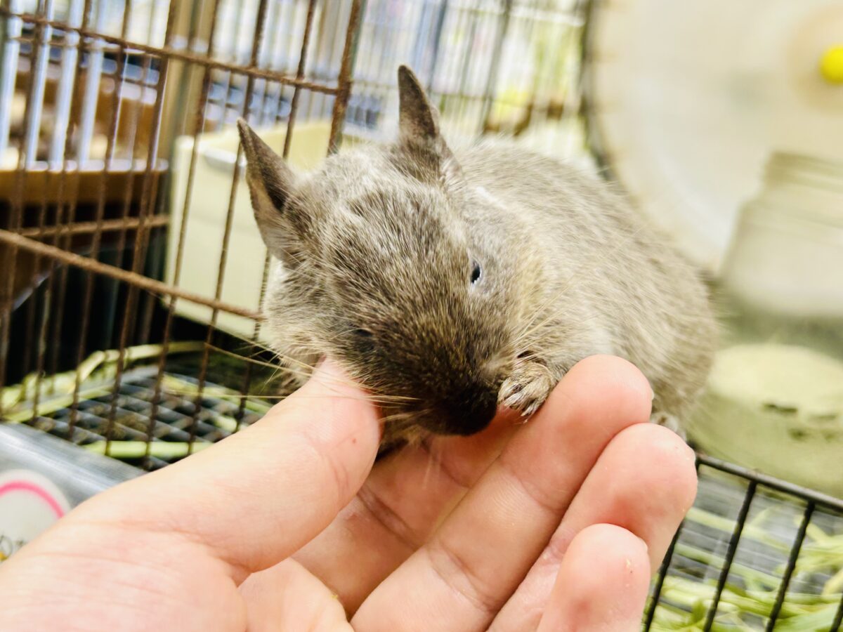 【最新画像更新☆☆】圧倒的花より団子!! デグー デグー