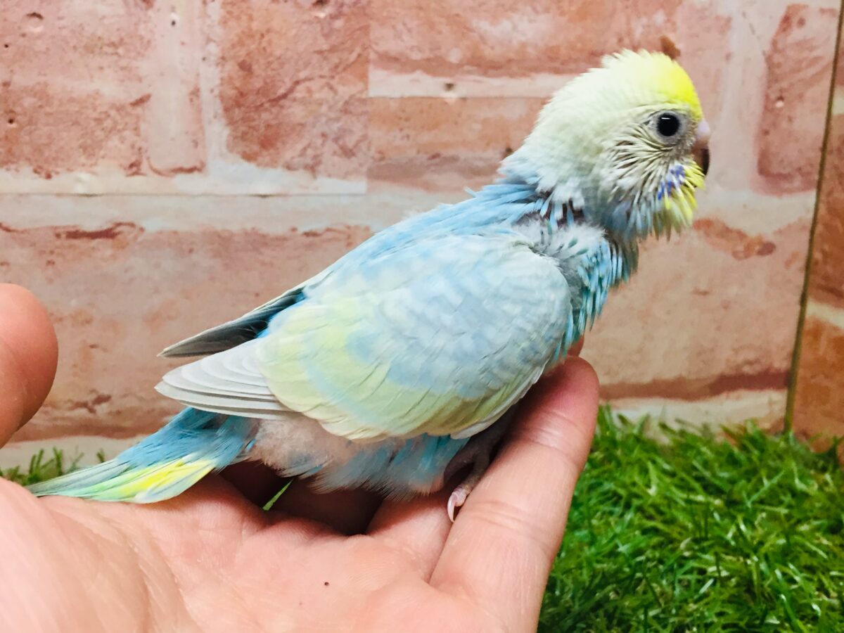 ★最新画像更新☆ 大人気!!レインボー系のセキセイちゃん②🌈🌈 セキセイインコ