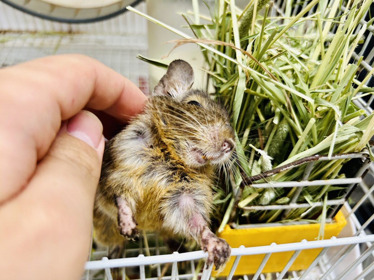 【最新画像更新☆☆】グイグイ甘ったれさん(*’ω’*) デグー デグー