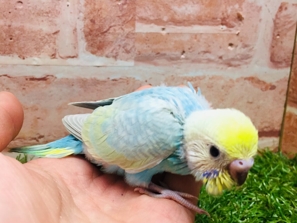 ★最新画像更新☆ 大人気!!レインボー系のセキセイちゃん②🌈🌈 セキセイインコ