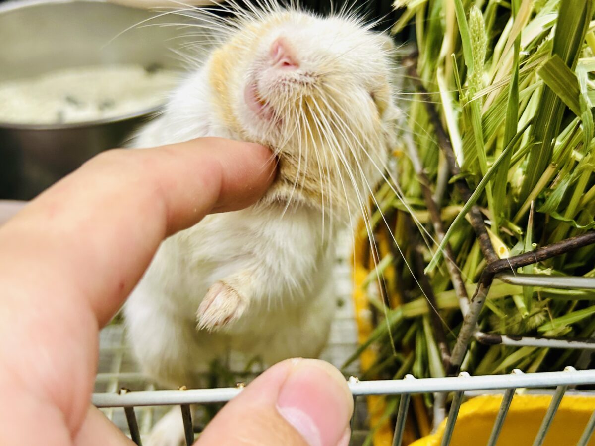 【最新画像更新☆☆】ちょこっとビターにネ♪♪ デグー デグー