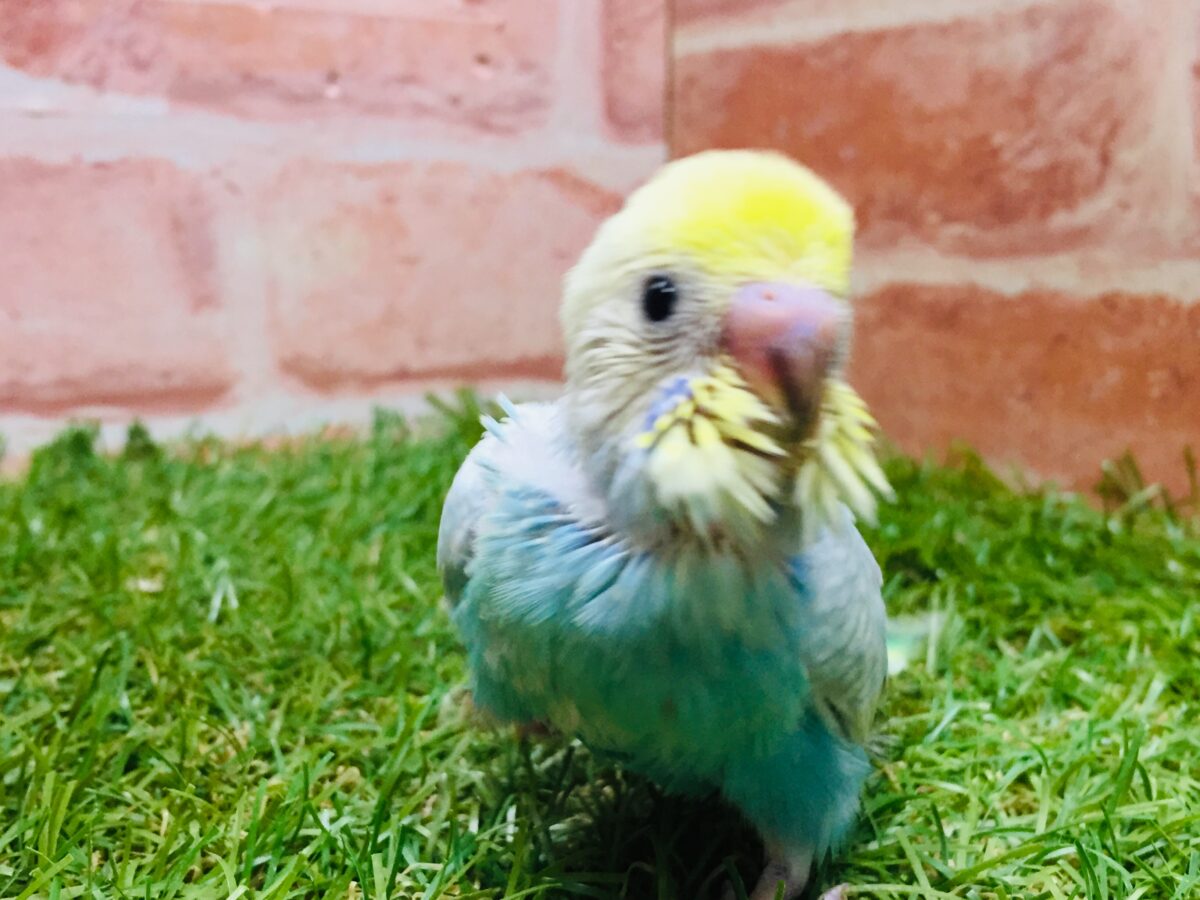 ★最新画像更新☆ 大人気!!レインボー系のセキセイちゃん②🌈🌈 セキセイインコ