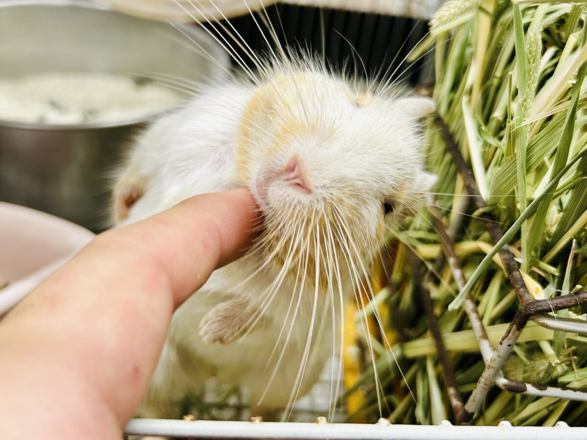 【最新画像更新☆☆】ちょこっとビターにネ♪♪ デグー デグー
