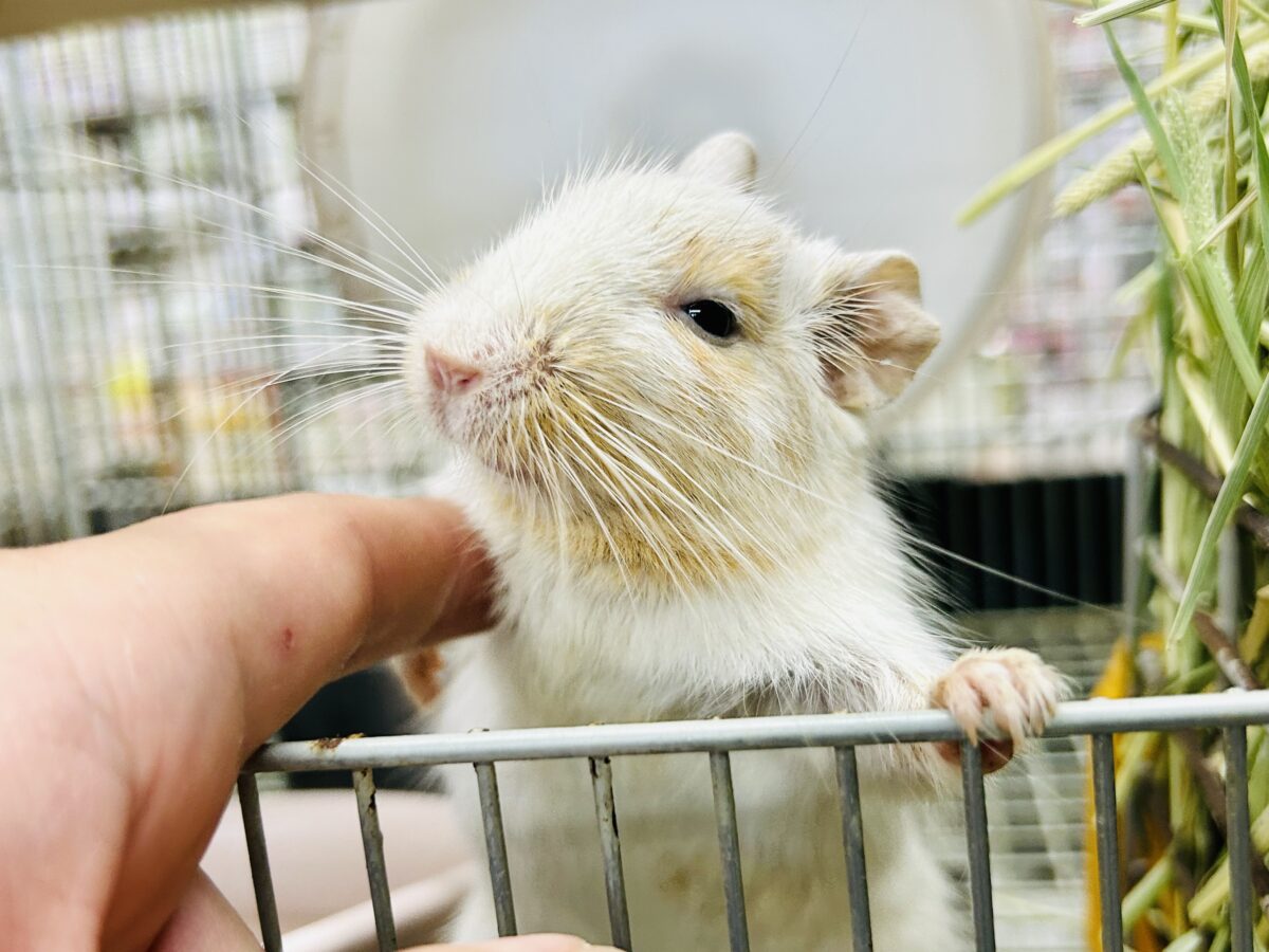 【最新画像更新☆☆】ちょこっとビターにネ♪♪ デグー デグー