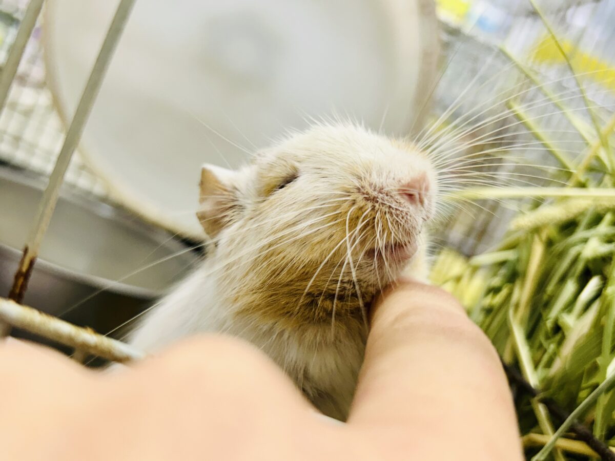 【最新画像更新☆☆】ちょこっとビターにネ♪♪ デグー デグー