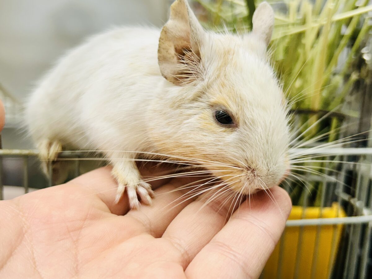 【最新画像更新☆☆】ちょこっとビターにネ♪♪ デグー デグー