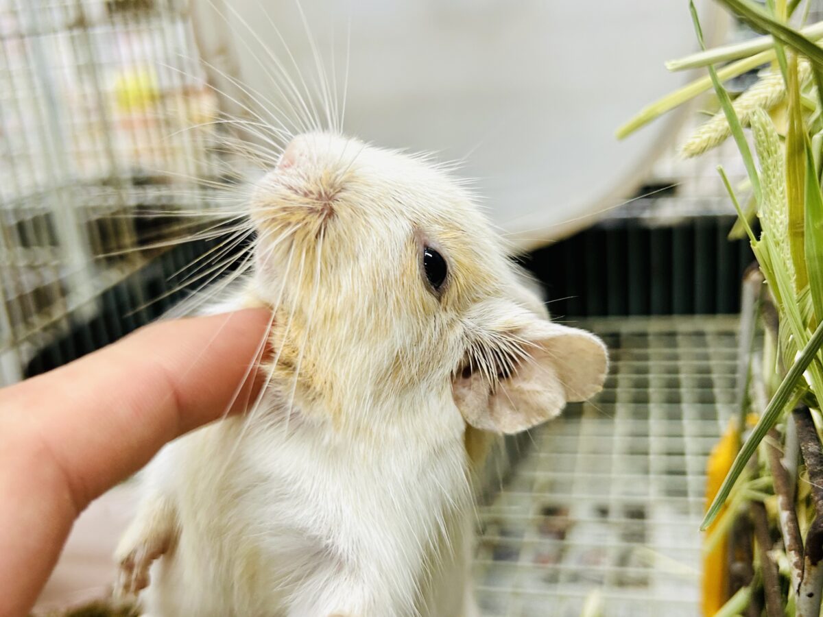 【最新画像更新☆☆】ちょこっとビターにネ♪♪ デグー デグー