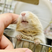 【最新画像更新☆☆】ちょこっとビターにネ♪♪　デグー