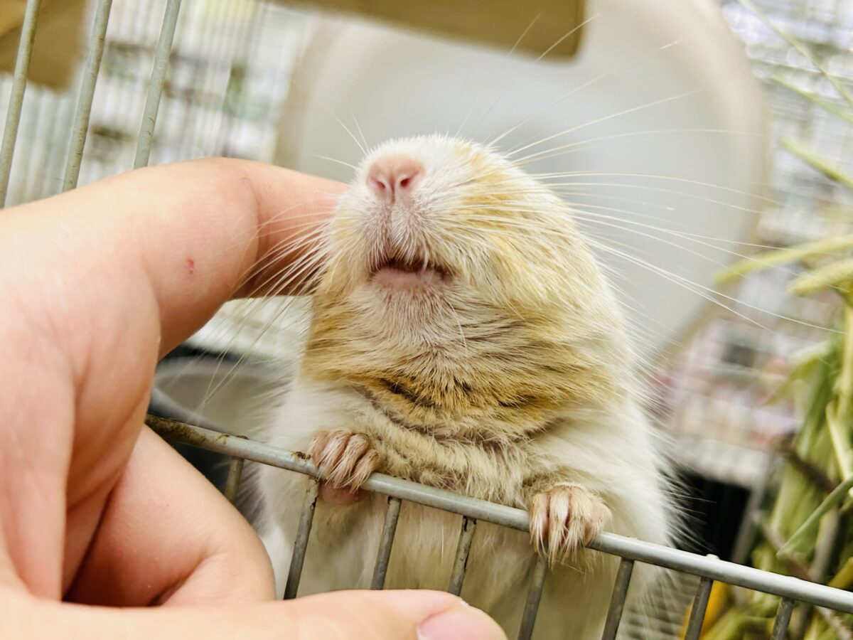 【最新画像更新☆☆】ちょこっとビターにネ♪♪ デグー デグー